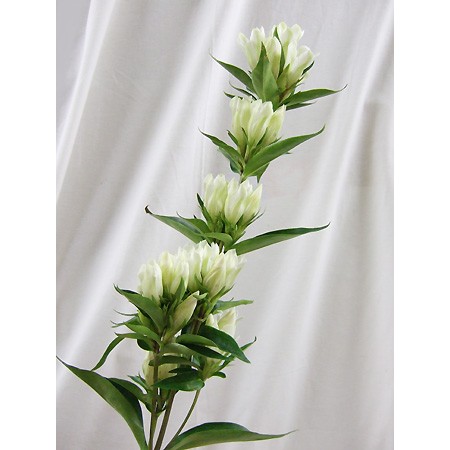 直前 笹リンドウ 白 通販 はなどんやアソシエ 直前 笹リンドウ 白 通販 はなどんやアソシエ