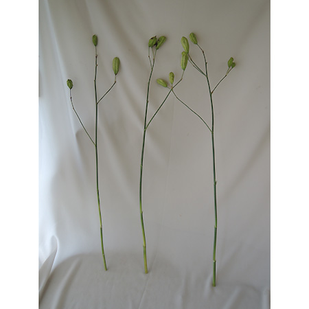 生花 ヒオウギの実 時期により状態異なる 緑実 ドライ黒実 通販 はなどんやアソシエ