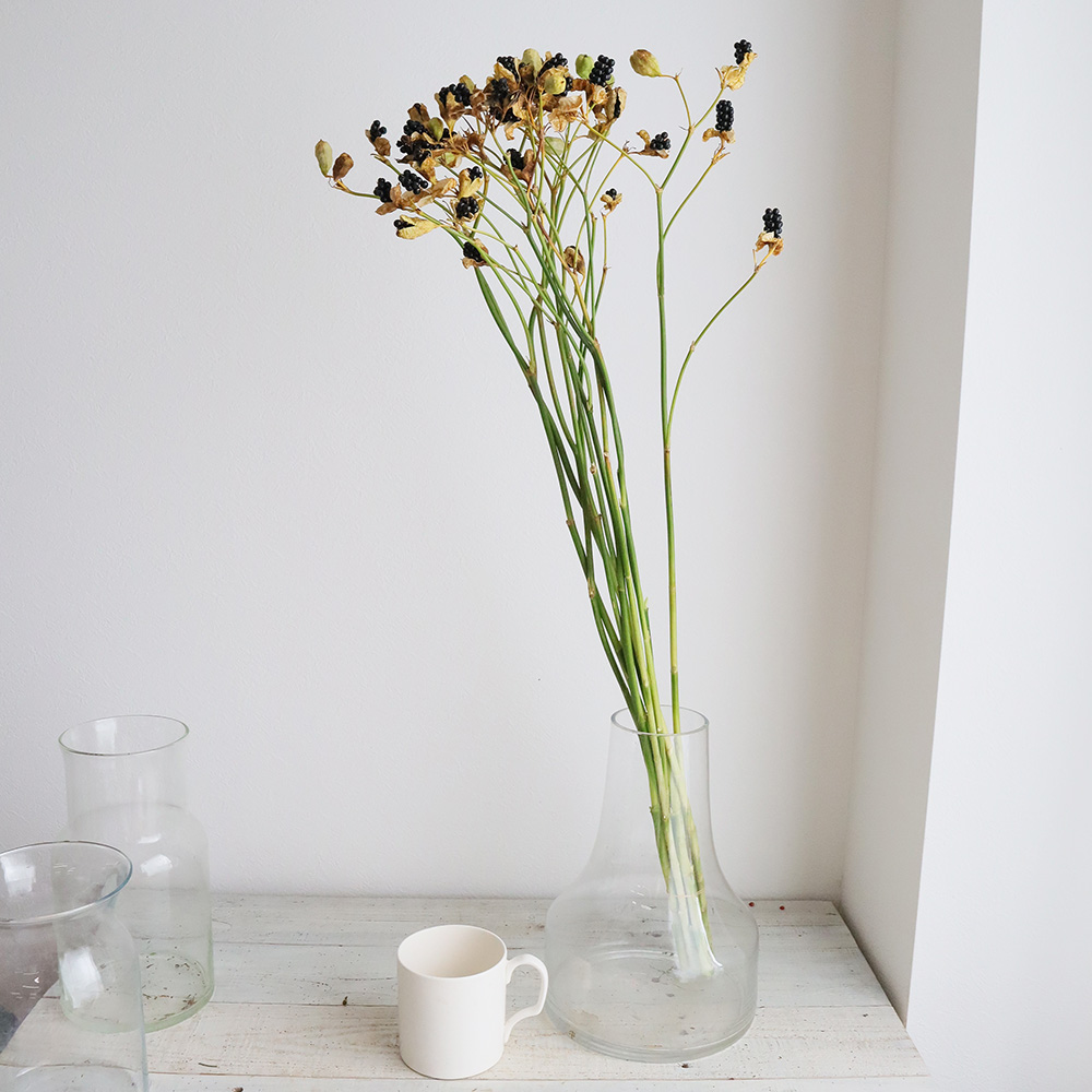 生花 ヒオウギの実 時期により状態異なる 緑実 ドライ黒実 通販 はなどんやアソシエ