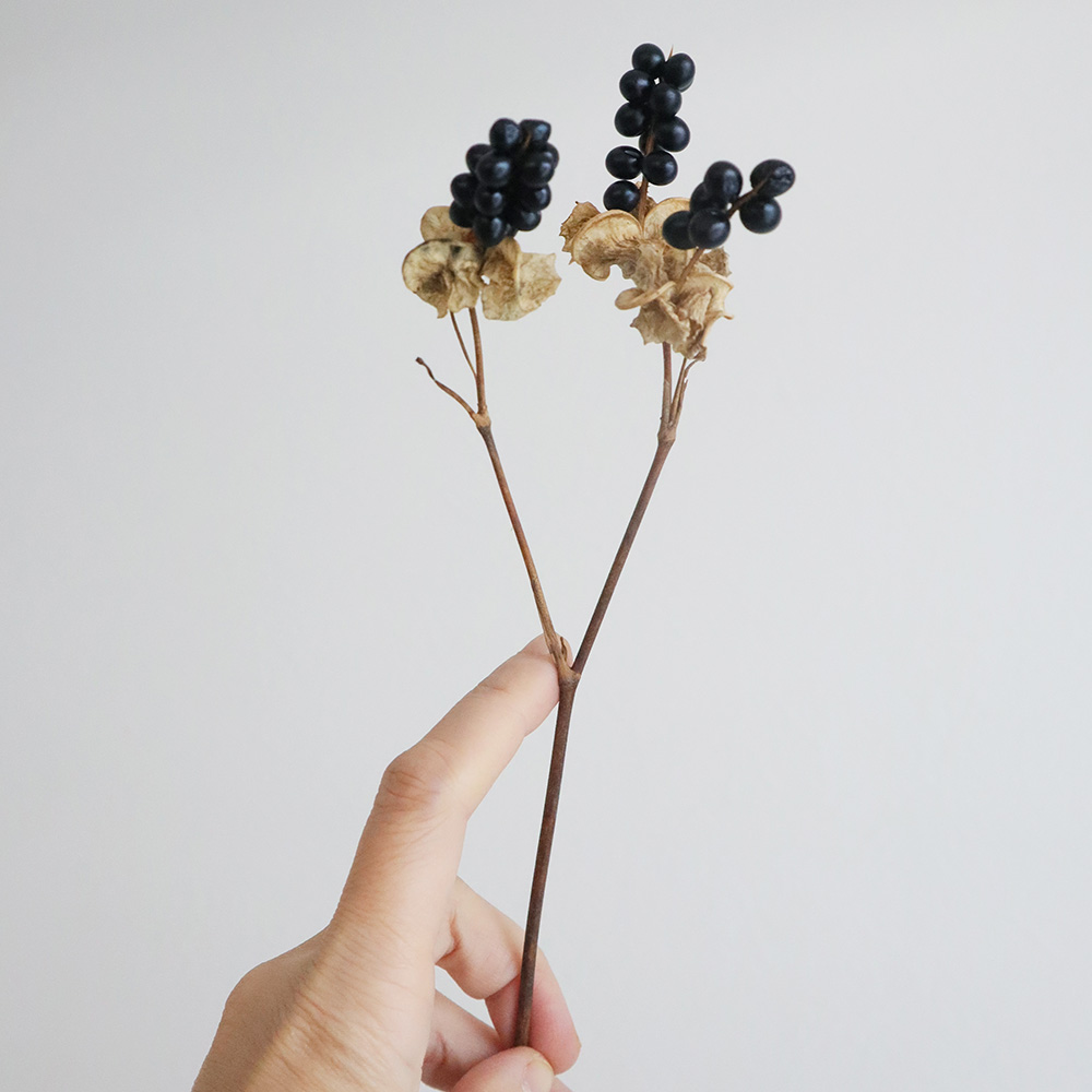 ドライ J Flow ヒオウギの実 束3 5本 L1 22 通販 はなどんやアソシエ ドライ J Flow ヒオウギの実 束3 5本 L1 22 通販 はなどんやアソシエ