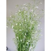 生花】草かすみそう (白) - 花材通販はなどんやアソシエ