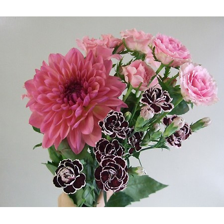 生花 金井園芸のダリア まごころ 通販 はなどんやアソシエ 生花 金井園芸のダリア まごころ 通販 はなどんやアソシエ