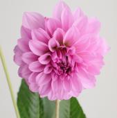 【生花】金井園芸　ダリア　ムーンストーン（ラベンダー）【早締切-22】