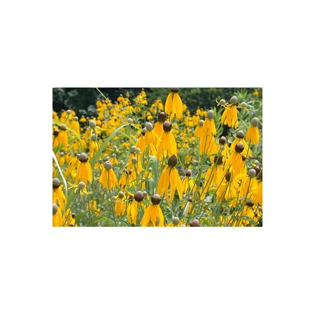 【生花】ルドベキア　メキシカンハット