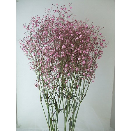 生花 昭和花き研究会のかすみ草 ピンク 80cm 染め 早締切ですので予約お早めに 通販 はなどんやアソシエ 生花 昭和花き研究会のかすみ草 ピンク 80cm 染め 早締切ですので予約お早めに 通販 はなどんやアソシエ