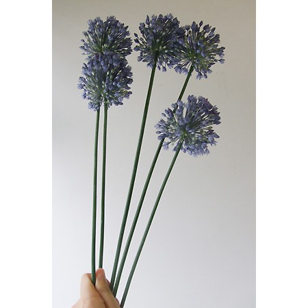 生花 アリウム ブルーパフューム 40 50cm Ot 通販 はなどんやアソシエ 生花 アリウム ブルーパフューム 40 50cm Ot 通販 はなどんやアソシエ