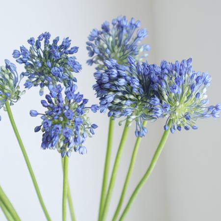 【生花】アリウム　ブルーパフューム(50cm程度)長野県ちくまなど【FJ】