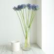 【生花】アリウム　ブルーパフューム(50cm程度)長野県ちくまなど【FJ】