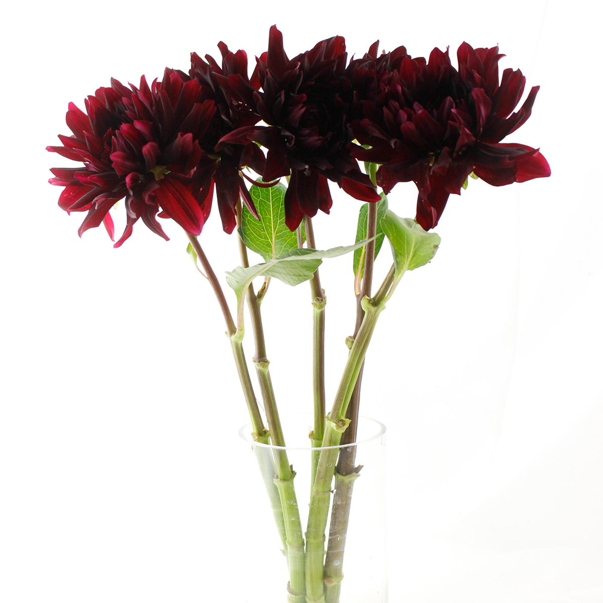 直前 ダリア ワインレッド 中 大輪系 Namahageクリムゾン 黒蝶など 生花 通販 はなどんやアソシエ 直前 ダリア ワインレッド 中 大輪系 Namahageクリムゾン 黒蝶など 生花 通販 はなどんやアソシエ