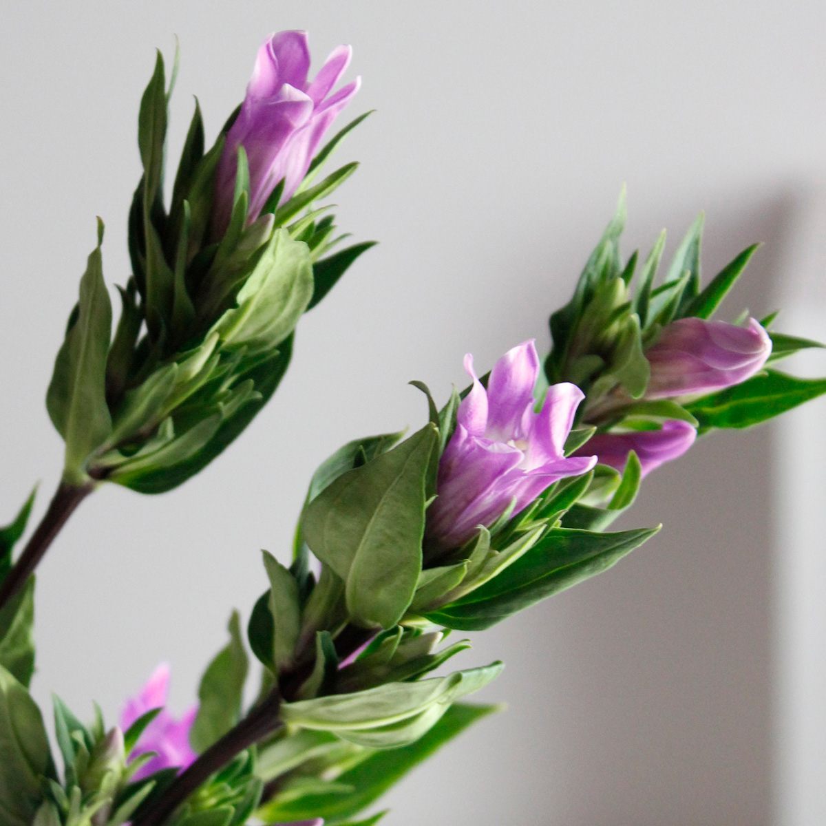 生花 笹リンドウ ピンク Ot 通販 はなどんやアソシエ 生花 笹リンドウ ピンク Ot 通販 はなどんやアソシエ