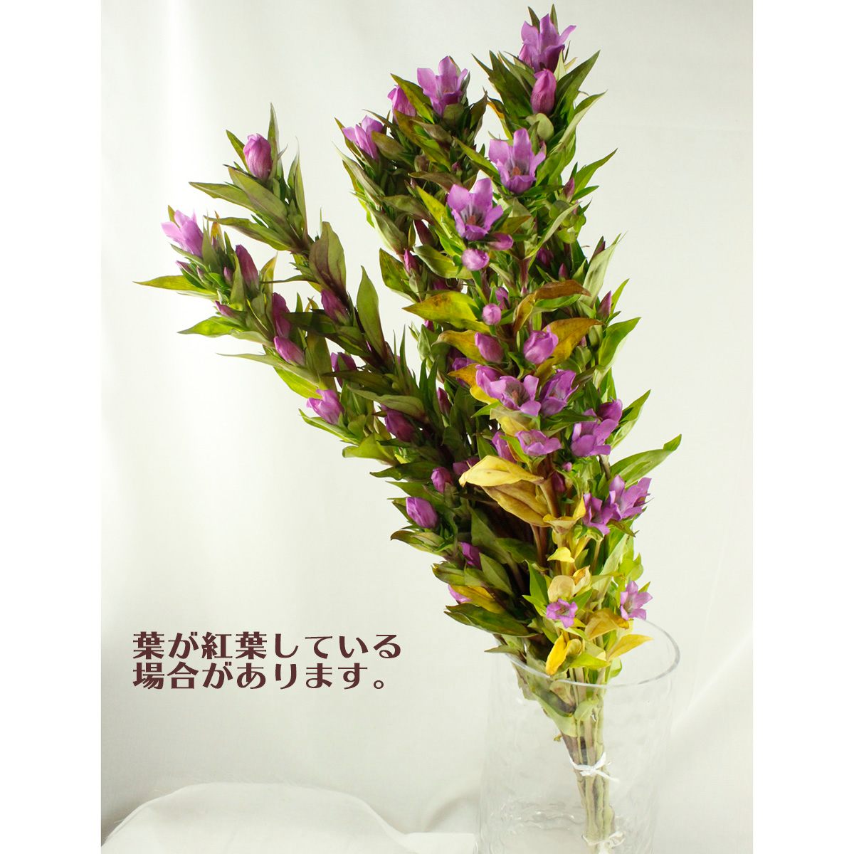 直前 笹リンドウ ピンク 生花 通販 はなどんやアソシエ 直前 笹リンドウ ピンク 生花 通販 はなどんやアソシエ