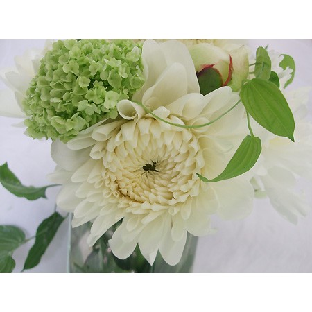 生花 金井園芸のダリア かまくら 白 5本売り 通販 はなどんやアソシエ 生花 金井園芸のダリア かまくら 白 5本売り 通販 はなどんやアソシエ