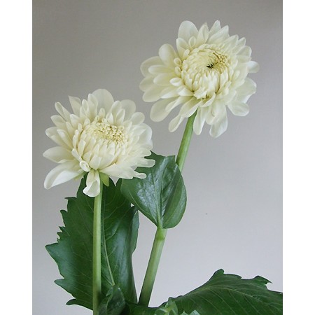 生花 ダリア 白 かまくらなど 火 木 土にお受取りを Ot 通販 はなどんやアソシエ 生花 ダリア 白 かまくらなど 火 木 土にお受取りを Ot 通販 はなどんやアソシエ