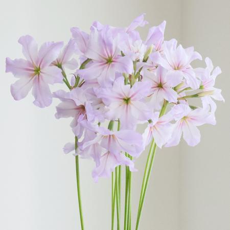 【生花】リューココリーネ　淡いピンク〜淡い紫　(プレミアン、ピンキーなど)