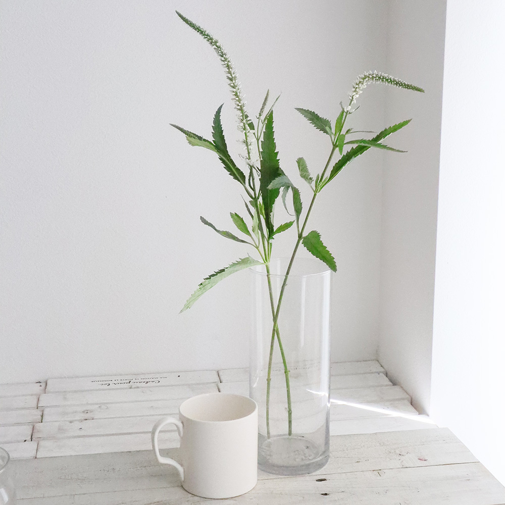 直前 生花 輸入 ベロニカ ミックス 通販 はなどんやアソシエ 直前 生花 輸入 ベロニカ ミックス 通販 はなどんやアソシエ