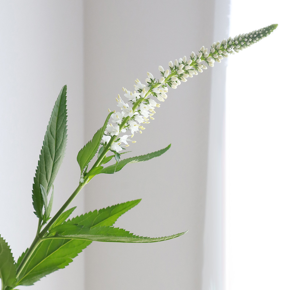 直前 生花 輸入 ベロニカ ミックス 通販 はなどんやアソシエ 直前 生花 輸入 ベロニカ ミックス 通販 はなどんやアソシエ