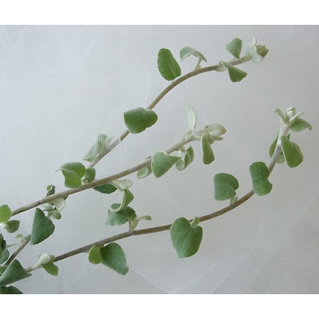 生花 Nodaフラワーのヘリクリサムシルバー 40センチ 早締切 通販 はなどんやアソシエ 生花 Nodaフラワーのヘリクリサムシルバー 40センチ 早締切 通販 はなどんやアソシエ