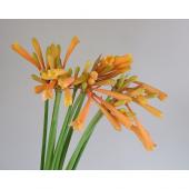 生花】キルタンサス〔サーモン〜オレンジ系〕 - 花材通販はなど