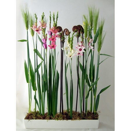 直前 サクマ農園の大輪イキシア ジャイアント 白 通販 はなどんやアソシエ 直前 サクマ農園の大輪イキシア ジャイアント 白 通販 はなどんやアソシエ