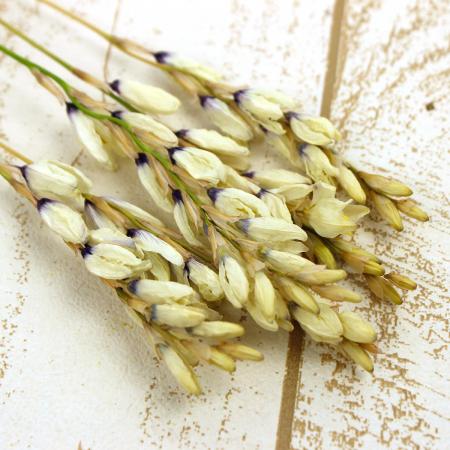 30%OFF◎【ドライ】J・flow/イキシア　ジャイアント(白)束3〜5本【L2-40】【00】