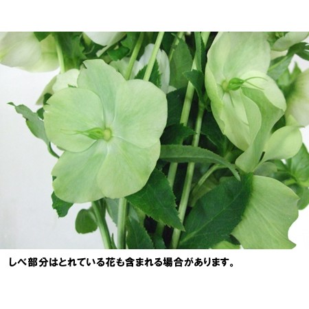 直前 クリスマスローズ ハッピーベル ホワイト グリーン 35cm Sp咲き3輪程度 生花 通販 はなどんやアソシエ 直前 クリスマスローズ ハッピーベル ホワイト グリーン 35cm Sp咲き3輪程度 生花 通販 はなどんやアソシエ