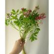 【直前0405!】伊東さんのルピナス　テキサスマルーン(赤)40cm::