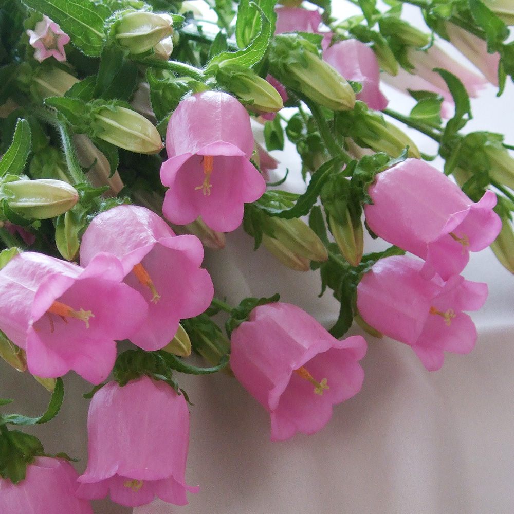 生花 カンパニュラ チャンピオンピンク 60cm 通販 はなどんやアソシエ 生花 カンパニュラ チャンピオンピンク 60cm 通販 はなどんやアソシエ