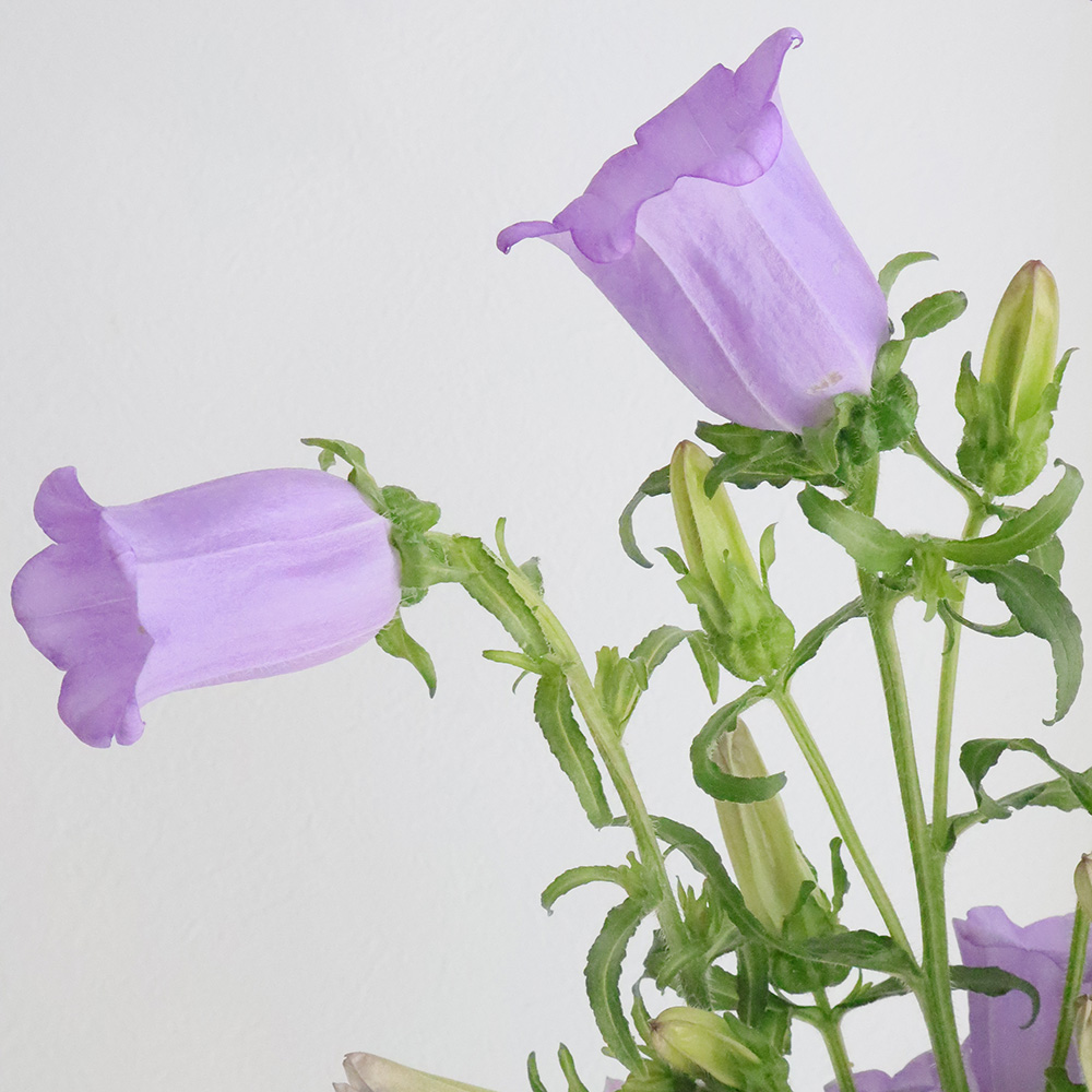 直前 カンパニュラ チャンピオンスカイブルー 淡い紫 60cm 生花 通販 はなどんやアソシエ 直前 カンパニュラ チャンピオンスカイブルー 淡い紫 60cm 生花 通販 はなどんやアソシエ