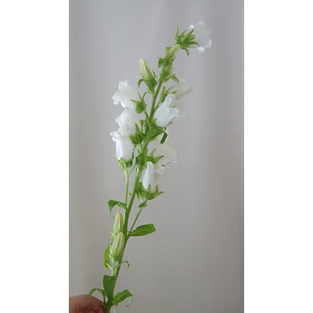 生花 折原園芸さんのカンパニュラ チャンピオンホワイト 白 70cm 通販 はなどんやアソシエ 生花 折原園芸さんのカンパニュラ チャンピオンホワイト 白 70cm 通販 はなどんやアソシエ