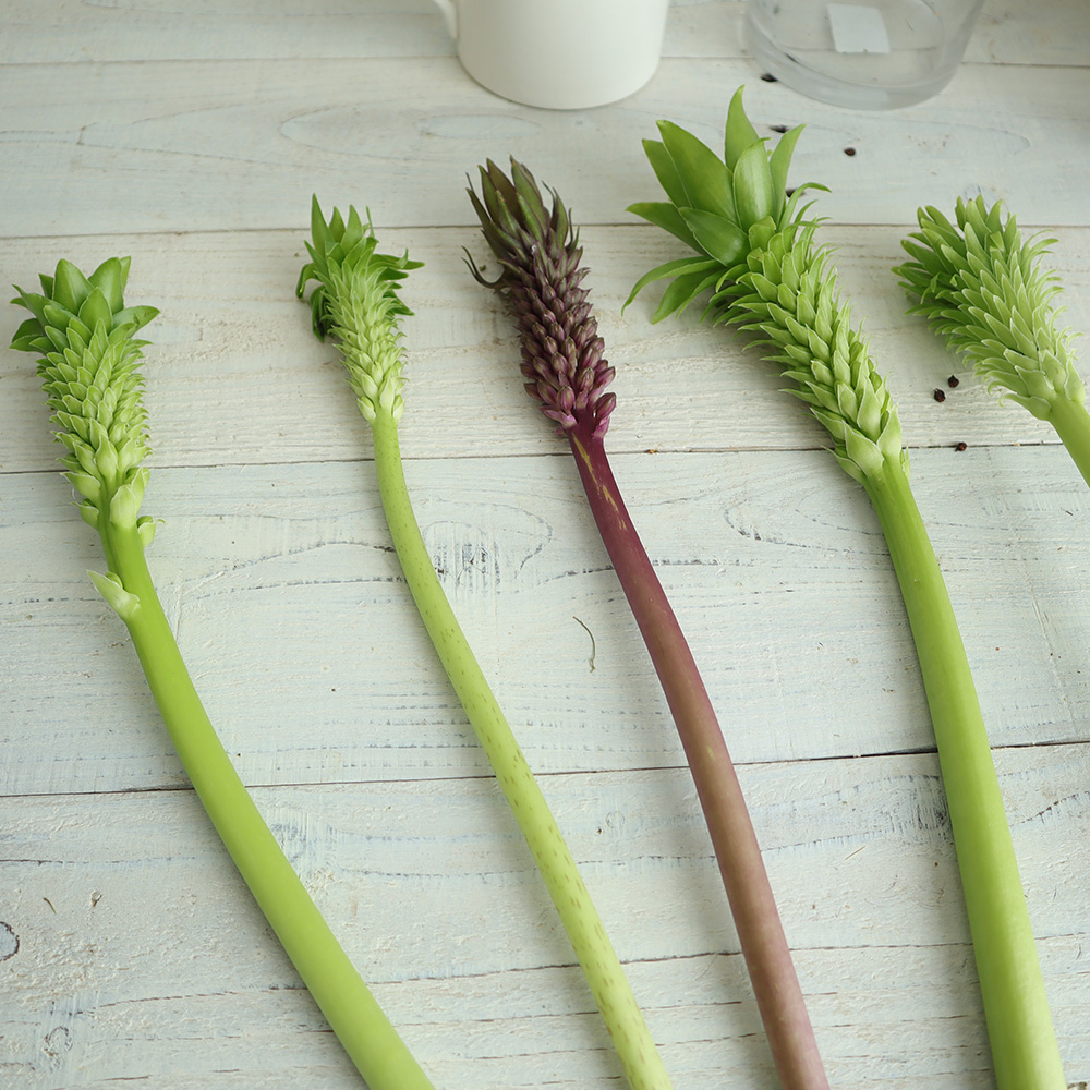 生花 ユーコミス パイナップルリリー 高坂さん バイカラーなど50cm程度 Ot 通販 はなどんやアソシエ 生花 ユーコミス パイナップルリリー 高坂さん バイカラーなど50cm程度 Ot 通販 はなどんやアソシエ