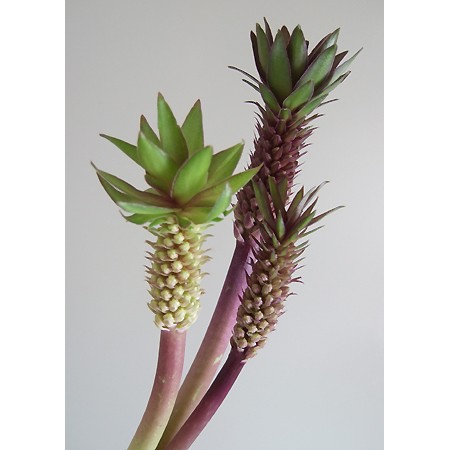 生花 ユーコミス パイナップルリリー 高坂さん バイカラーなど50cm程度 Ot 通販 はなどんやアソシエ 生花 ユーコミス パイナップルリリー 高坂さん バイカラーなど50cm程度 Ot 通販 はなどんやアソシエ