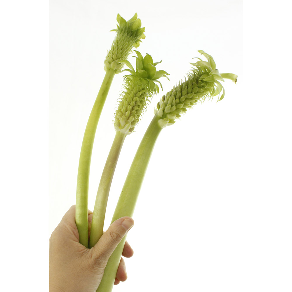 生花 ユーコミス パイナップルリリー 高坂さん バイカラーなど50cm程度 Ot 通販 はなどんやアソシエ 生花 ユーコミス パイナップルリリー 高坂さん バイカラーなど50cm程度 Ot 通販 はなどんやアソシエ