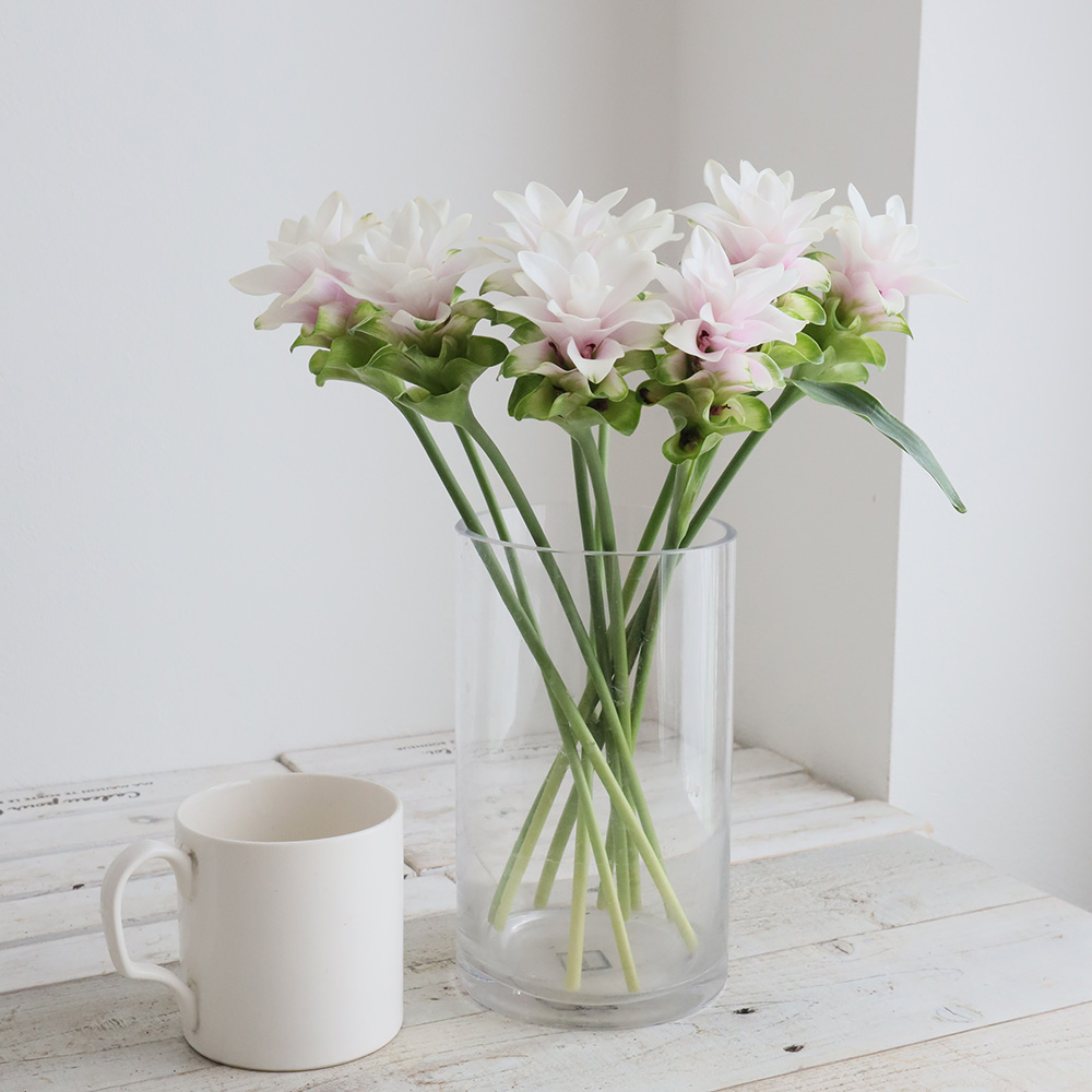 生花 クルクマ プーディンプリンセス 30cm 白 淡桃系 Jaとぴあ浜松 Ot 通販 はなどんやアソシエ 生花 クルクマ プーディンプリンセス 30cm 白 淡桃系 Jaとぴあ浜松 Ot 通販 はなどんやアソシエ