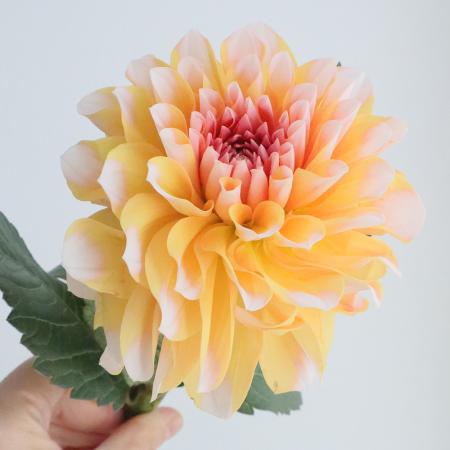 【生花】ダリア　オレンジ系　ペアビューティなど※火・木・土曜でお受取りを。今週のオトク!【OT】