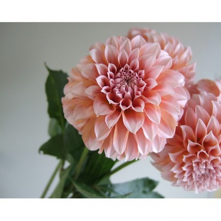 生花 ダリア オレンジ系 ペアビューティなど 火 木 土曜でお受取りを 今週のオトク Ot 通販 はなどんやアソシエ