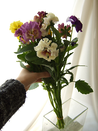 直前 みやび花園の切花パンジーフリルmix フリル 生花 通販 はなどんやアソシエ 直前 みやび花園の切花パンジーフリルmix フリル 生花 通販 はなどんやアソシエ