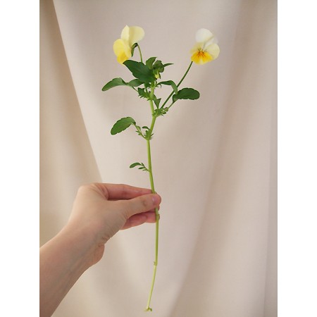 生花】みやび花園さんの切花ビオラ ふぁんふぁん(黄色) - 花材通販は