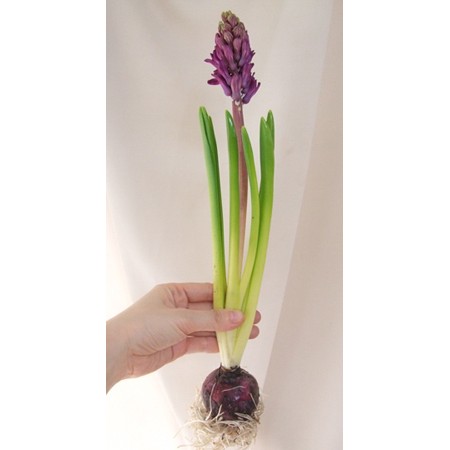 生花 球根つき切花ヒヤシンスl 濃い紫 ユナイテッドff 通販 はなどんやアソシエ 生花 球根つき切花ヒヤシンスl 濃い紫 ユナイテッドff 通販 はなどんやアソシエ