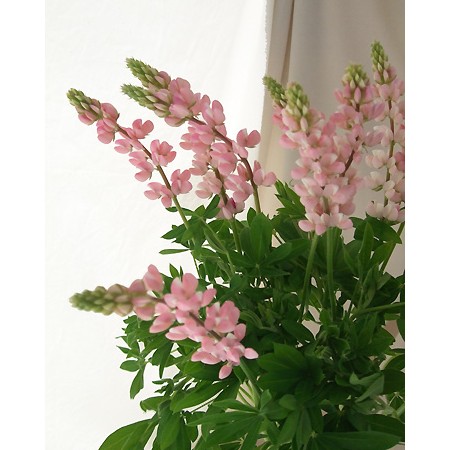 生花】みやび花園のルピナス(ピンク) - 花材通販はなどんやアソシエ