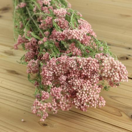ドライフラワー❇️ライスフラワー ピンク ドライフラワー❇️ライスフラワー ピンク