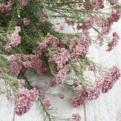 ドライ】J・flow/長作園のライスフラワー〔ピンク〕 60cm程度 約10本