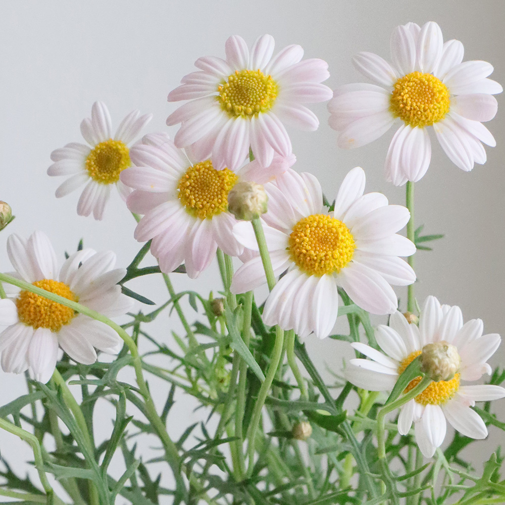 リームンロー★マーガレット★小花いっぱい(白) リームンロー☆マーガレット☆小花いっぱい(白)☆額付き 美術品