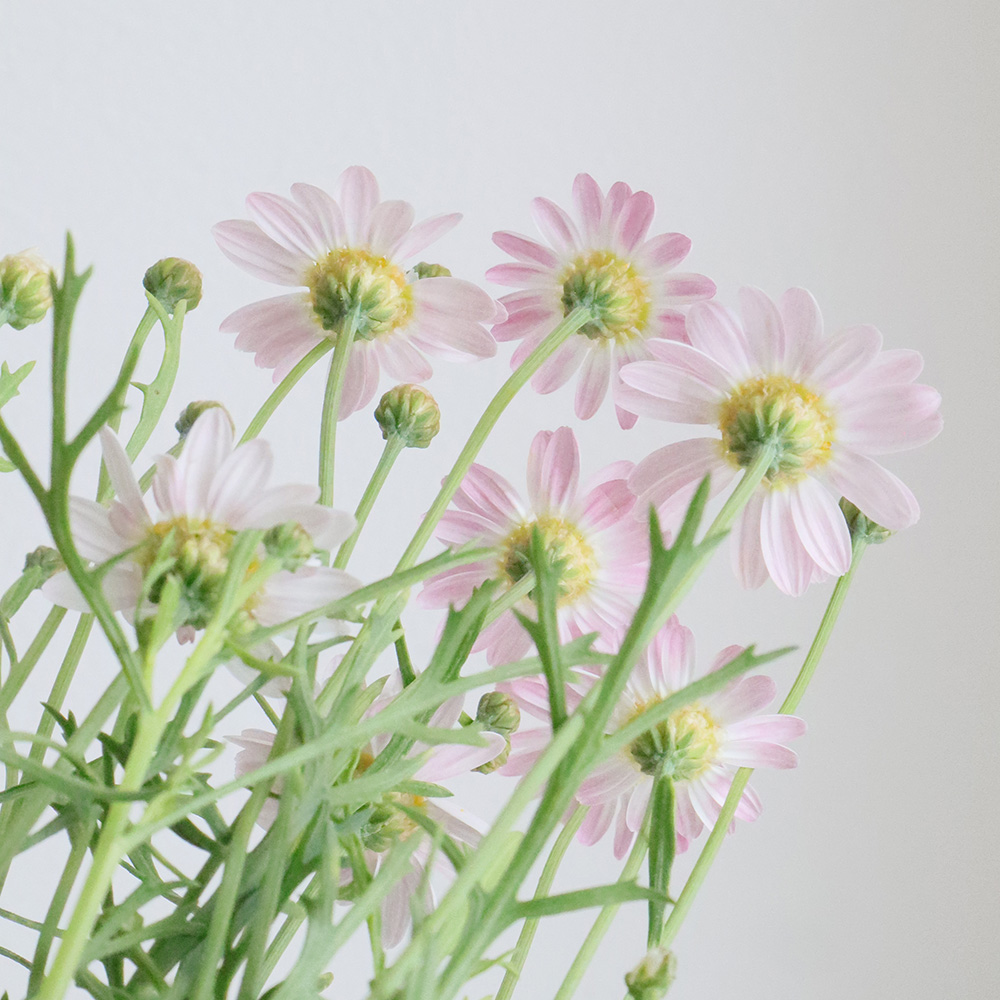 生花】マーガレット(白-淡いピンク系)シュガースマイル【FJ】JA鶴岡市