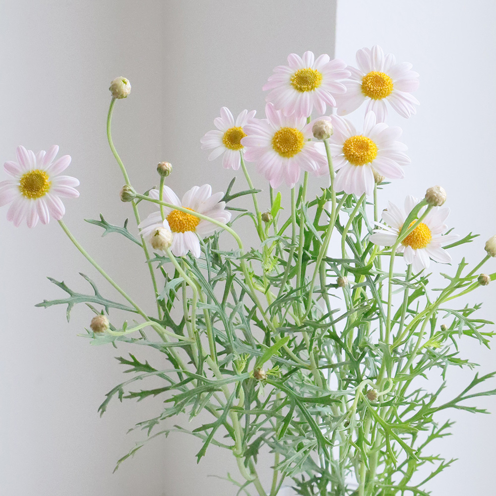 モナカママオリジナル️オーダー専用ページ　加工花《マーガレット︎ガーデン》 マーガレット | PROVEN WINNERS (PW)植物の国際ブランド