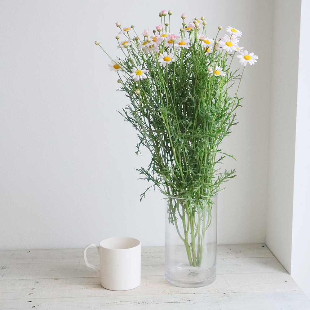 直前!!】マーガレット(白系)シュガースマイル ボリュームあります