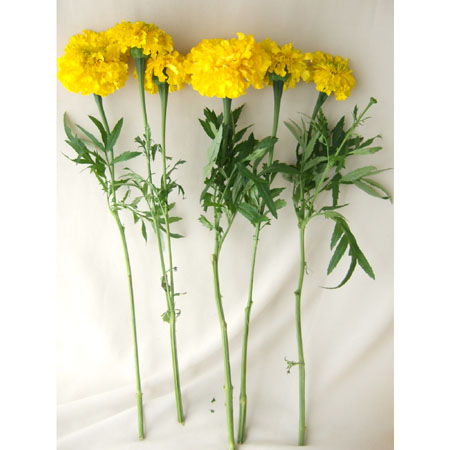 直前0504 伊東さんのアフリカンマリーゴールド 黄色 30前後 通販 はなどんやアソシエ 直前0504 伊東さんのアフリカンマリーゴールド 黄色 30前後 通販 はなどんやアソシエ