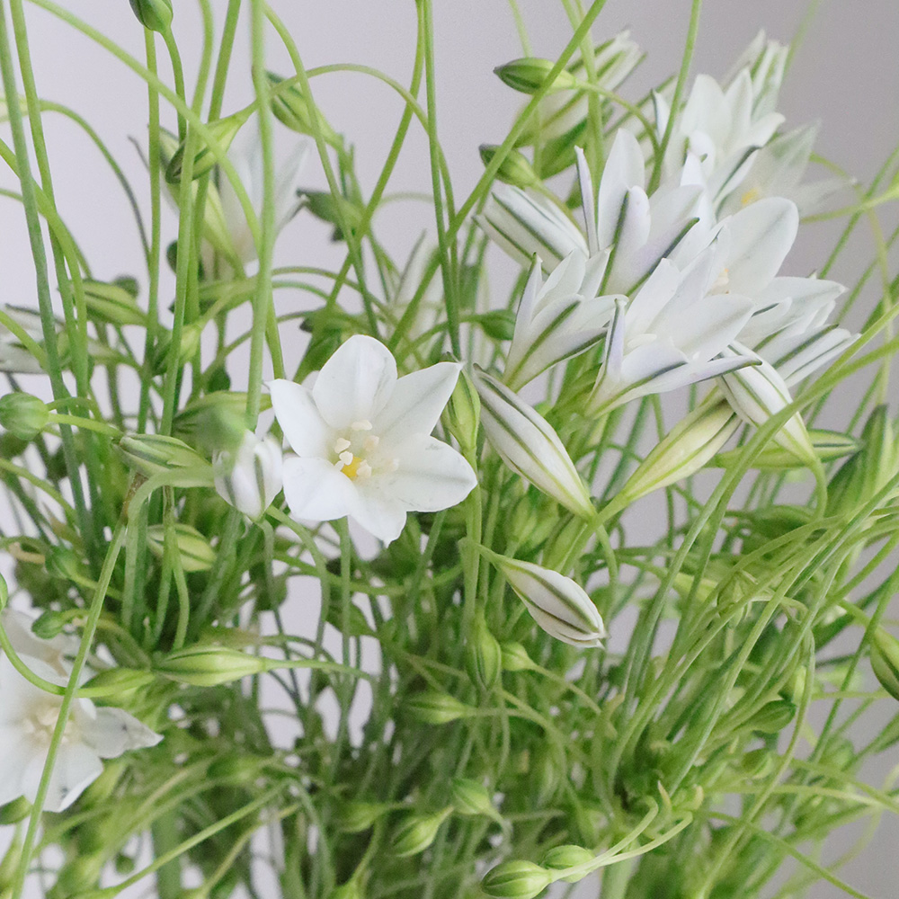 08直前!!】ブローディア 白 40cm- たちばな農園【生花】 - 花材通販は