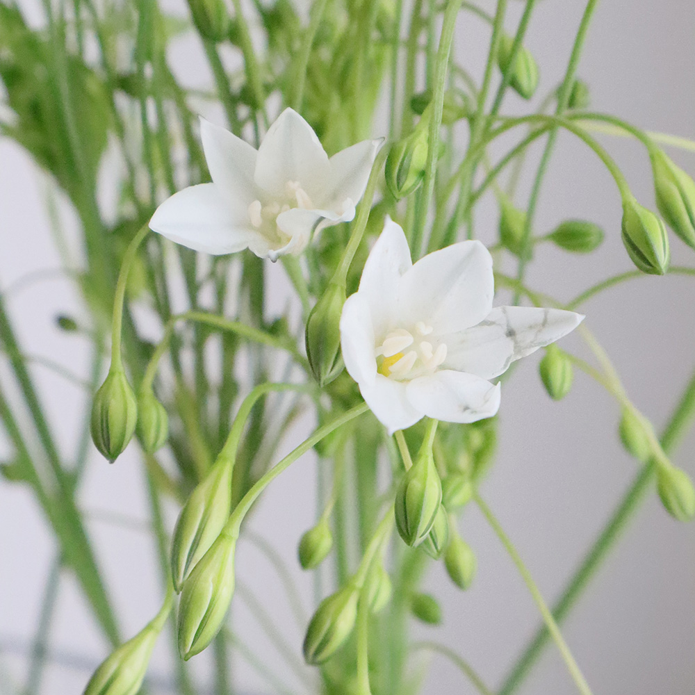 生花 ブローディア 白 通販 はなどんやアソシエ 生花 ブローディア 白 通販 はなどんやアソシエ