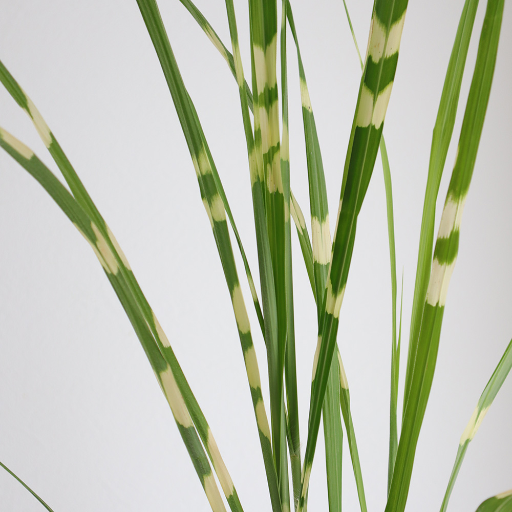 生花 タカノハ ススキ穂なし 葉のみ 通販 はなどんやアソシエ 生花 タカノハ ススキ穂なし 葉のみ 通販 はなどんやアソシエ