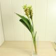 【生花】糸島クルクマ　ラブリーエメラルド<70cm>(緑)【FJ】